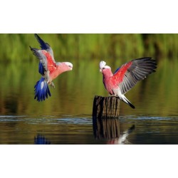 9 Ways To Protect Our Bird From Illnesses